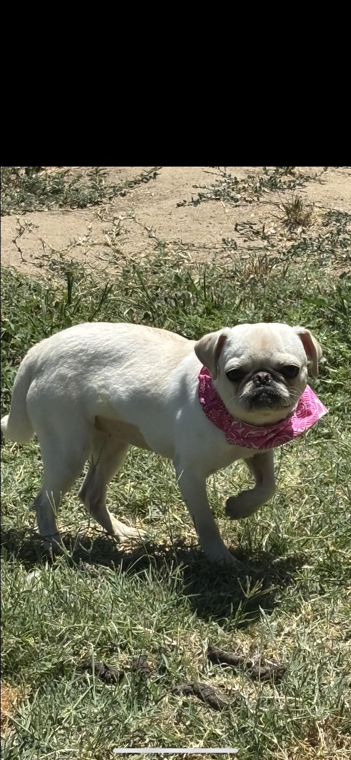 Pibble, a ADOPTABLE Pug in Hamden, CT image 1/6