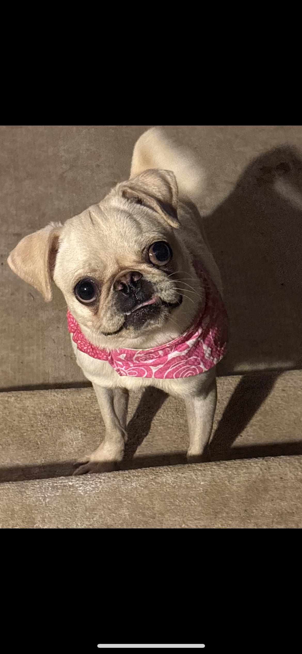 Pibble, a ADOPTABLE Pug in Hamden, CT image 4/6