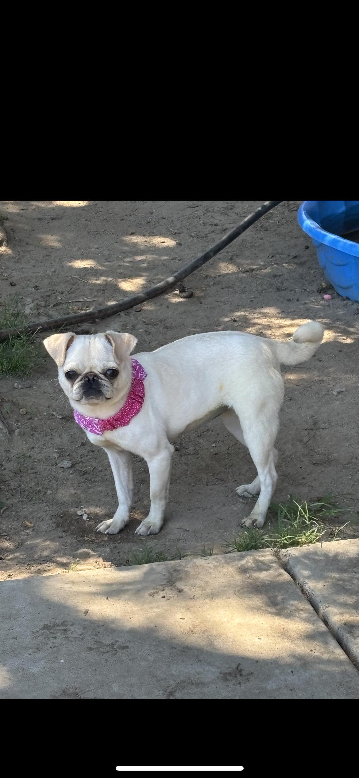 Pibble, a ADOPTABLE Pug in Hamden, CT image 3/6