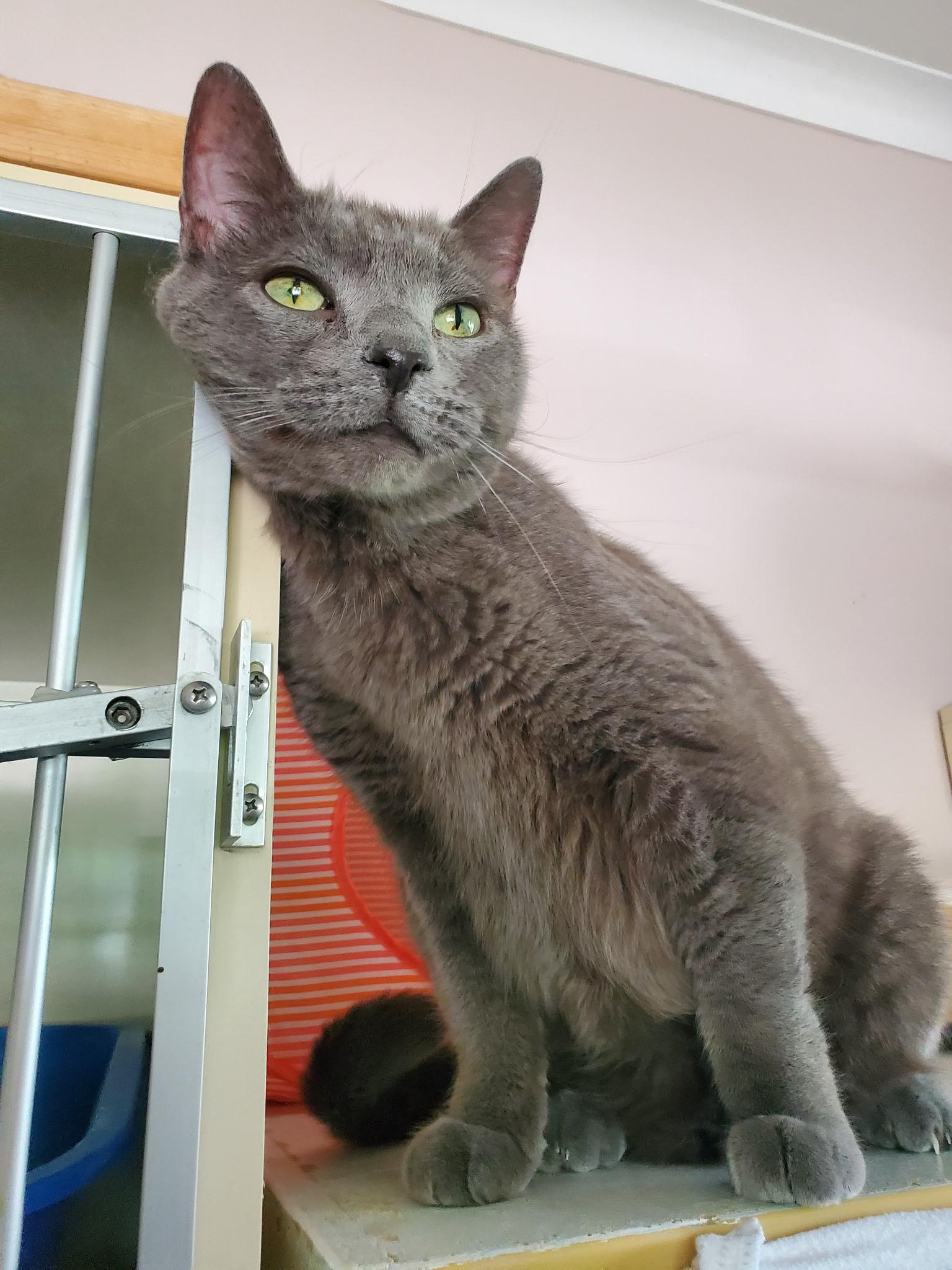 Chevy, ADOPTABLE, Senior Male Domestic Short Hair.