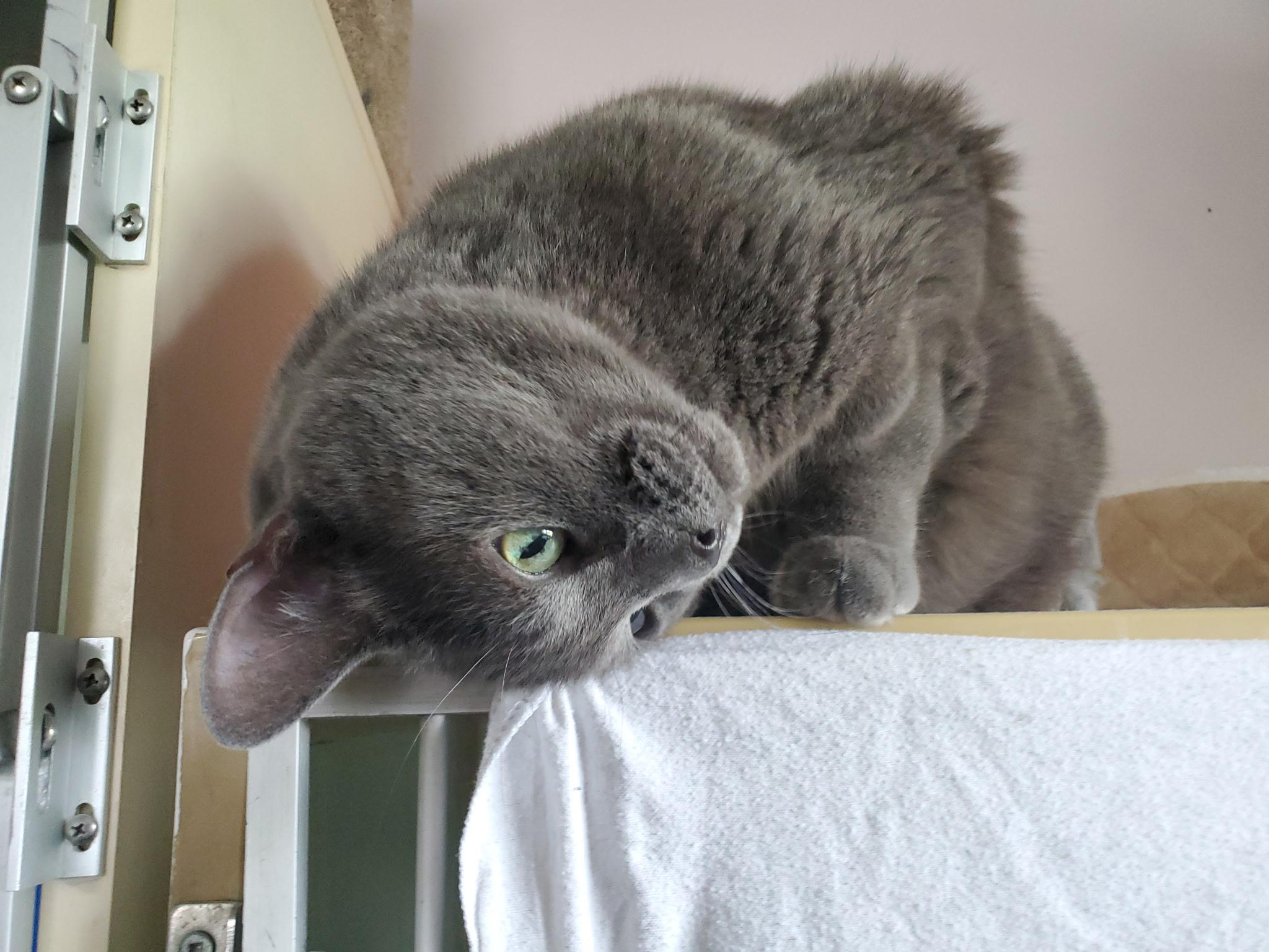 Enlarge Chevy, a ADOPTABLE Domestic Short Hair in Waterdown, ON image 3/3