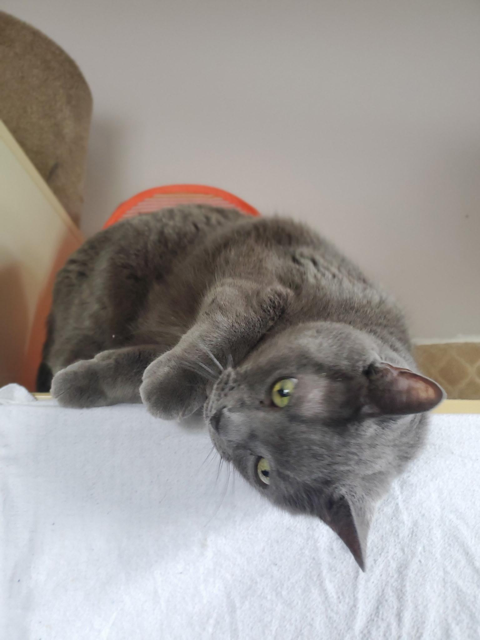 Enlarge Chevy, a ADOPTABLE Domestic Short Hair in Waterdown, ON image 2/3