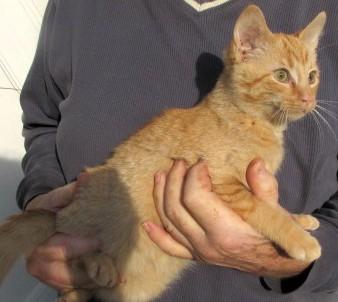 Enlarge Oliver & Rusty  BONDED BROS, an adopted Domestic Short Hair in Frederick, MD image 4/6