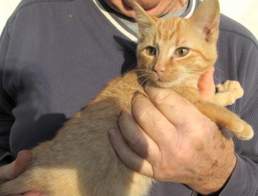 Enlarge Oliver & Rusty  BONDED BROS, an adopted Domestic Short Hair in Frederick, MD image 3/6