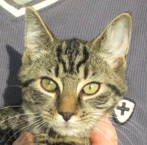 Enlarge Oliver & Rusty  BONDED BROS, an adopted Domestic Short Hair in Frederick, MD image 2/6