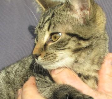 Enlarge Oliver & Rusty  BONDED BROS, an adopted Domestic Short Hair in Frederick, MD image 6/6