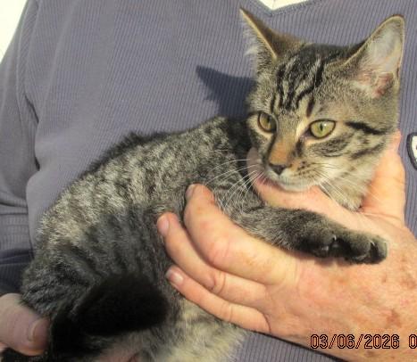 Enlarge Oliver & Rusty  BONDED BROS, an adopted Domestic Short Hair in Frederick, MD image 5/6