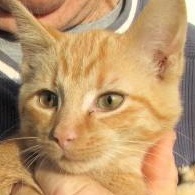 Enlarge Oliver & Rusty  BONDED BROS, an adopted Domestic Short Hair in Frederick, MD image 1/6