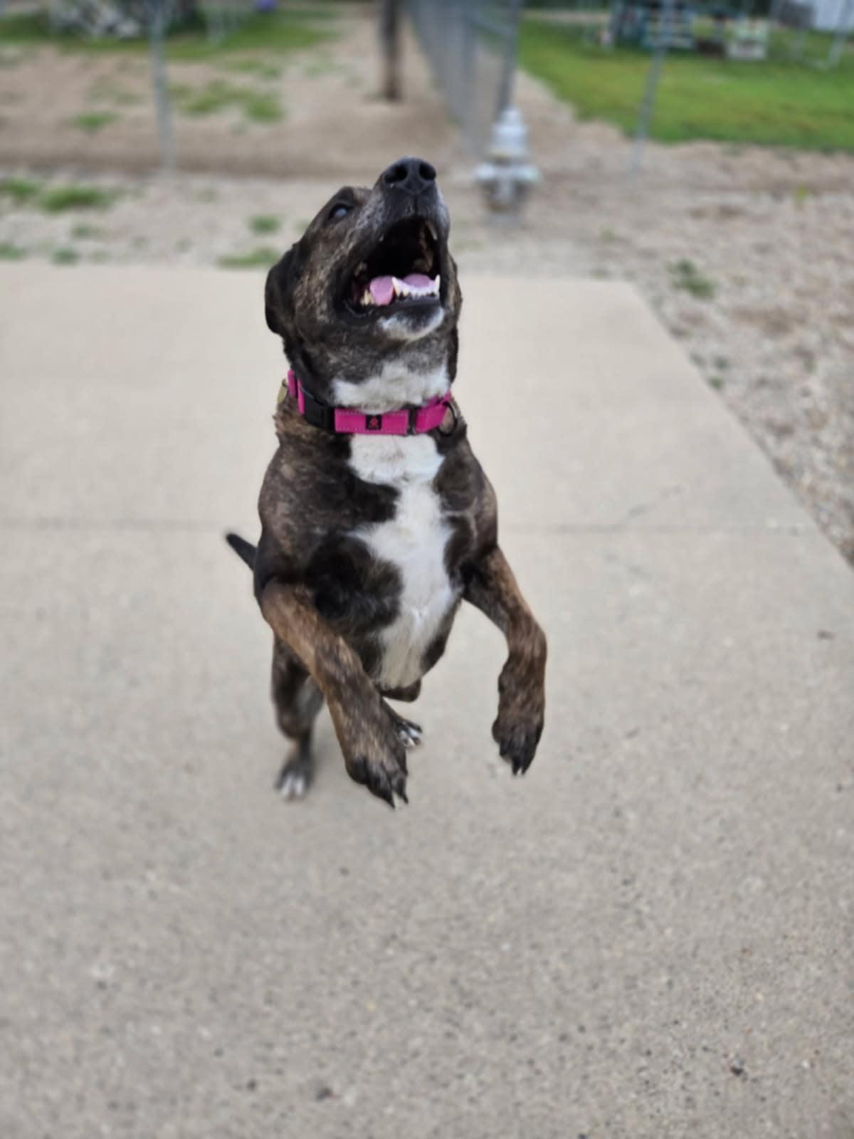 Sadie