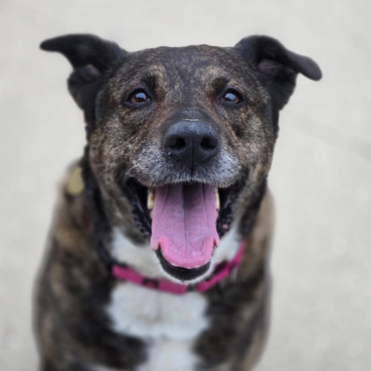 Sadie