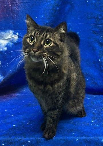 260129 Sparrow, a Adopted Domestic Long Hair in Wetumpka, AL image 1/3