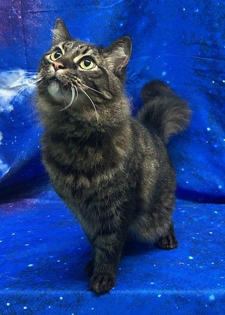 260129 Sparrow, a Adopted Domestic Long Hair in Wetumpka, AL image 2/3