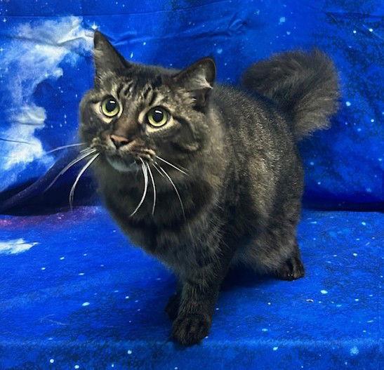 260129 Sparrow, a Adopted Domestic Long Hair in Wetumpka, AL image 3/3