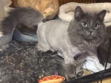 Enlarge Luxe, an adopted Domestic Long Hair in Fredericton, NB image 1/6