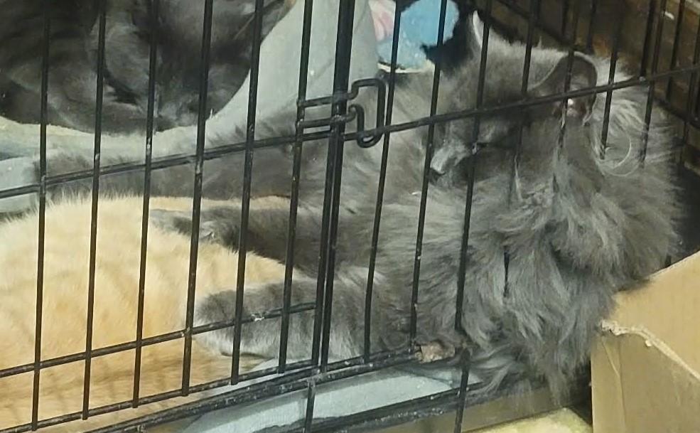 Enlarge Luxe, an adopted Domestic Long Hair in Fredericton, NB image 5/6