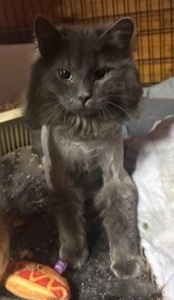 Enlarge Luxe, an adopted Domestic Long Hair in Fredericton, NB image 3/6