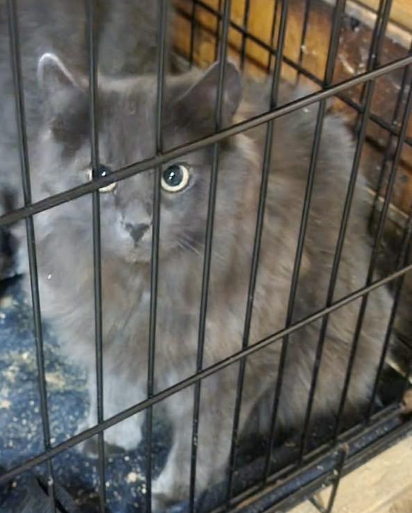 Enlarge Luxe, an adopted Domestic Long Hair in Fredericton, NB image 2/6