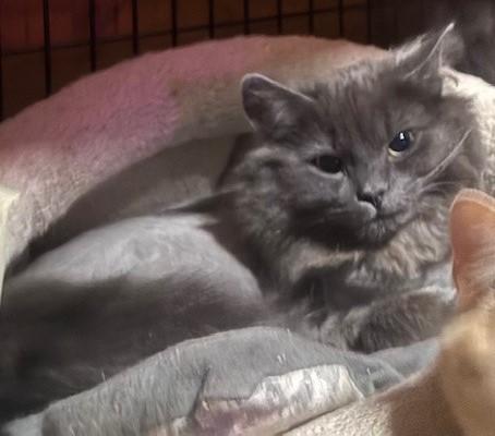 Enlarge Luxe, an adopted Domestic Long Hair in Fredericton, NB image 6/6