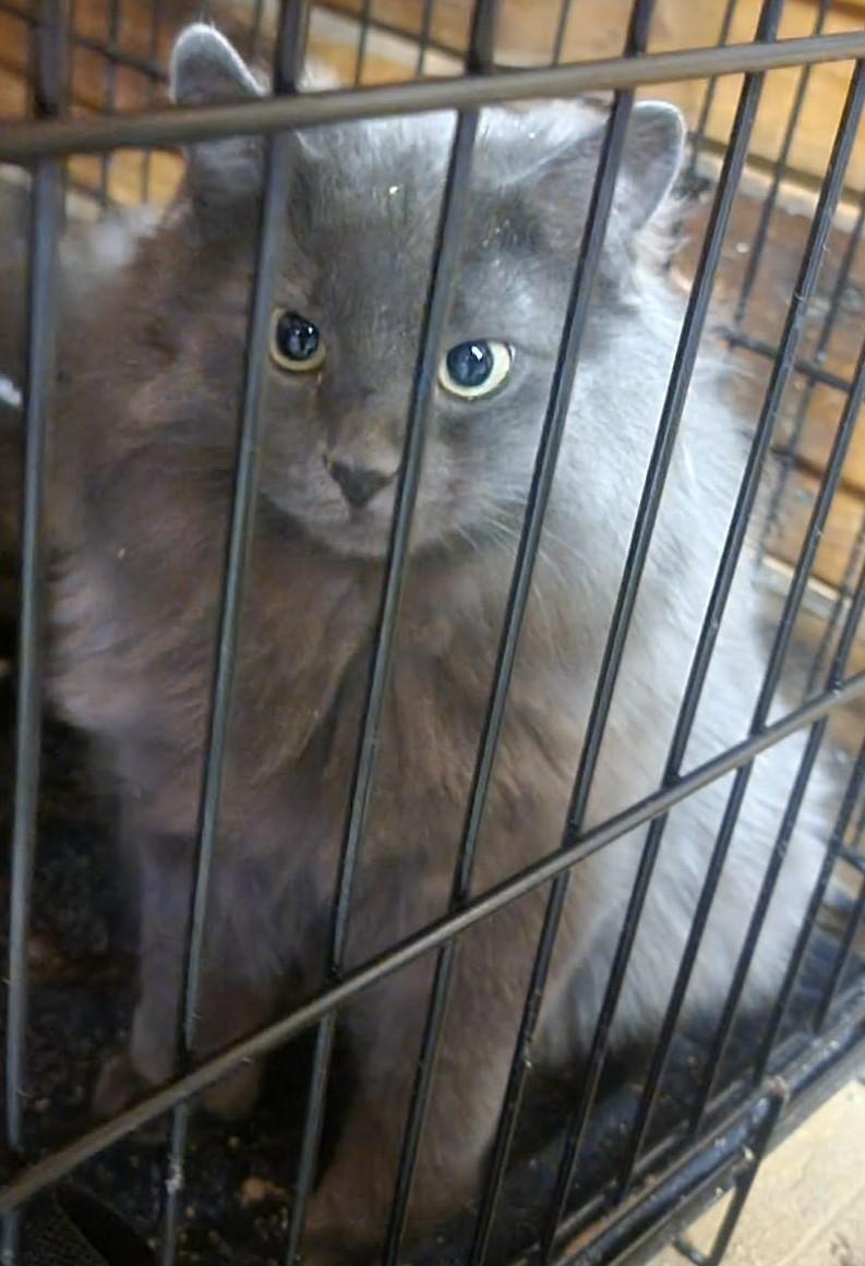 Enlarge Luxe, an adopted Domestic Long Hair in Fredericton, NB image 4/6