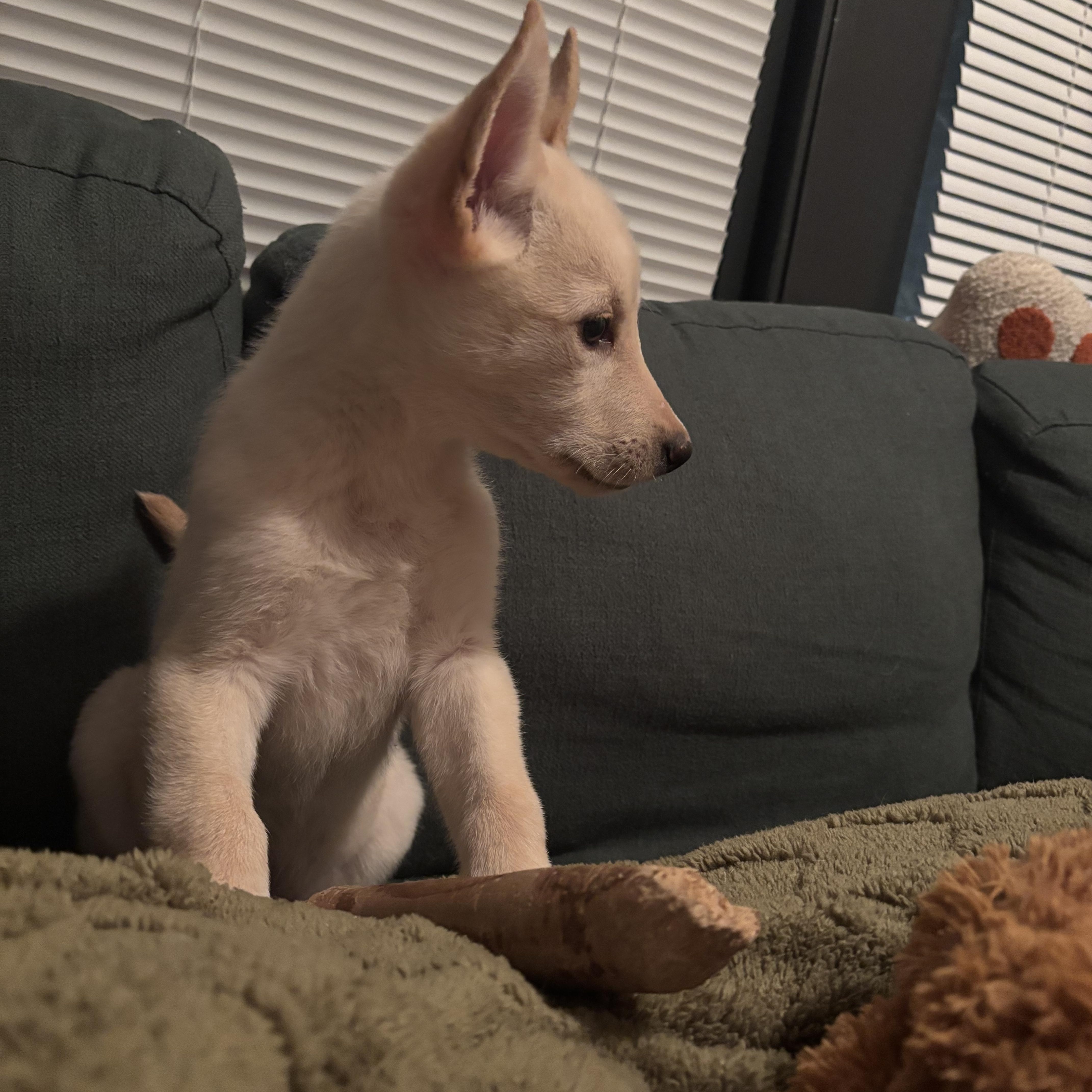 Enlarge Bambi, an adopted mixed breed in Sioux Falls, SD image 6/6