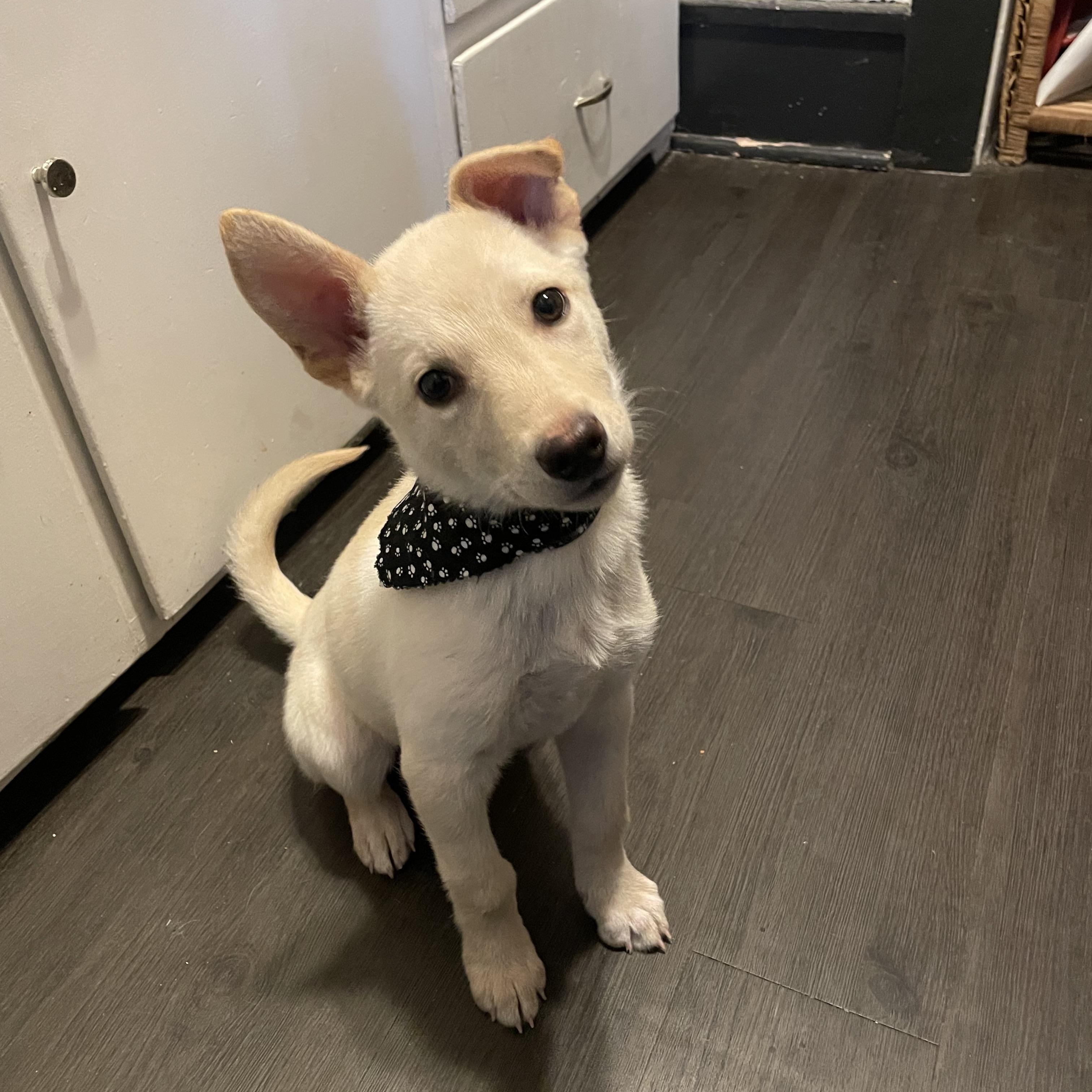 Enlarge Bambi, an adopted mixed breed in Sioux Falls, SD image 2/6