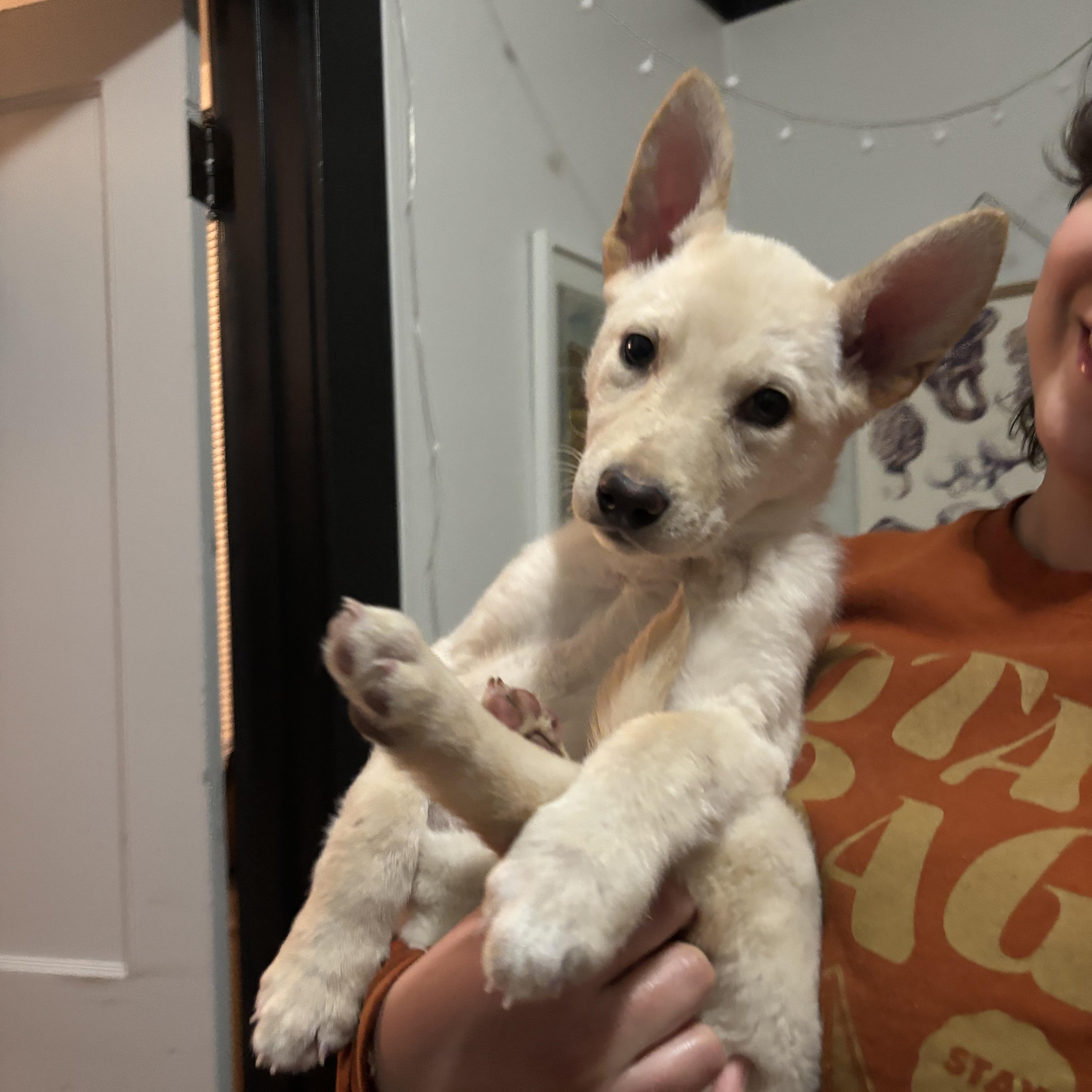 Enlarge Bambi, an adopted mixed breed in Sioux Falls, SD image 3/6