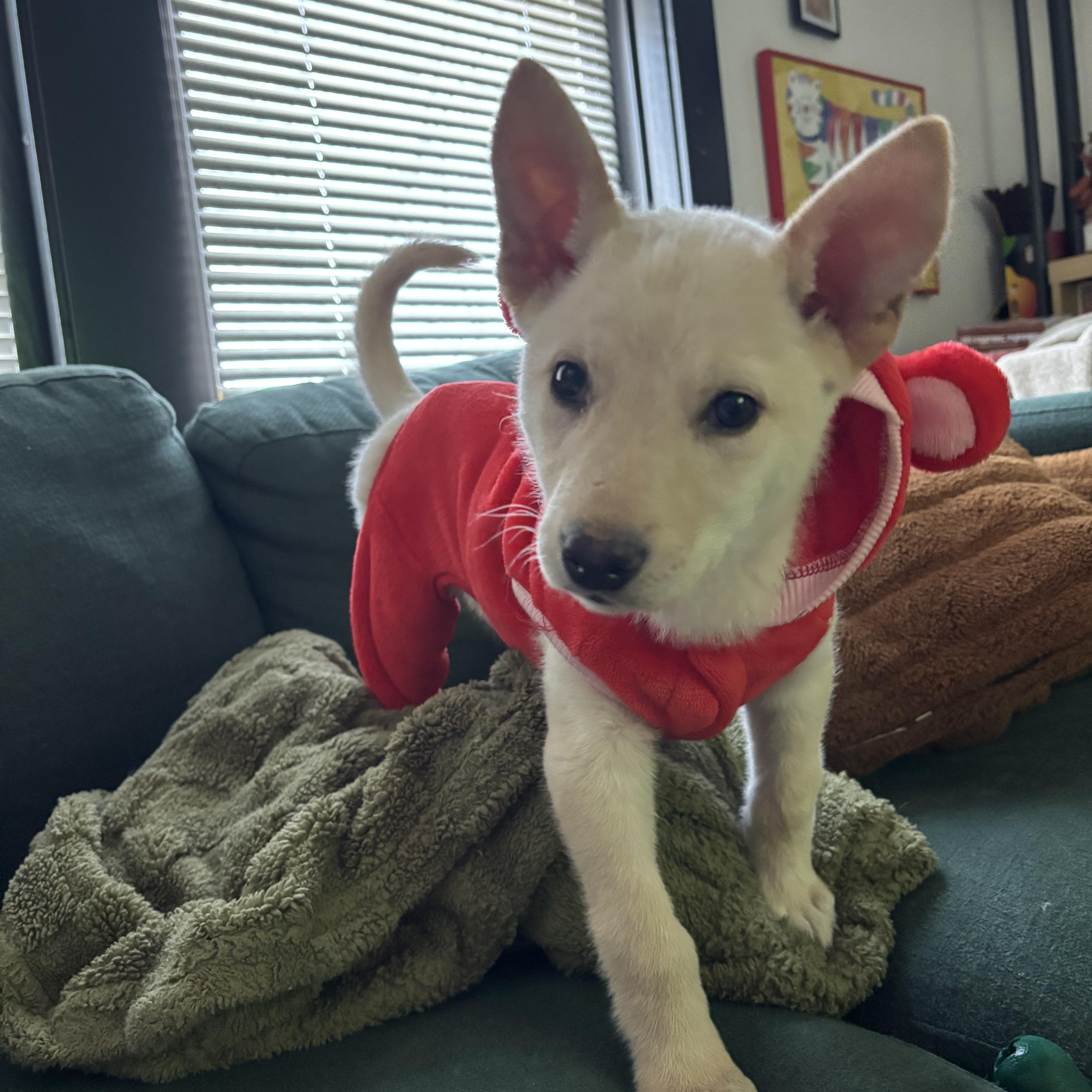 Enlarge Bambi, an adopted mixed breed in Sioux Falls, SD image 5/6