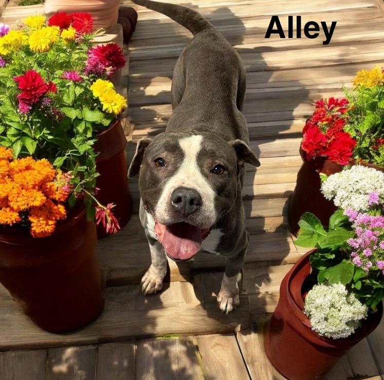 Alley, Adoptable, Adult Female American Staffordshire Terrier.