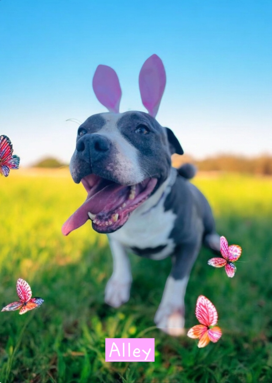 Alley, a Adoptable American Staffordshire Terrier in Winter haven, FL image 2/2