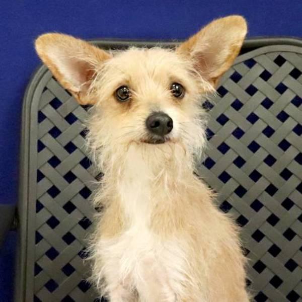 Margo, Adoptable, Adult Female Terrier.
