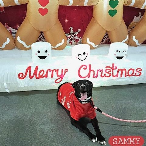 Sammie, Adoptable, Young Female Labrador Retriever.