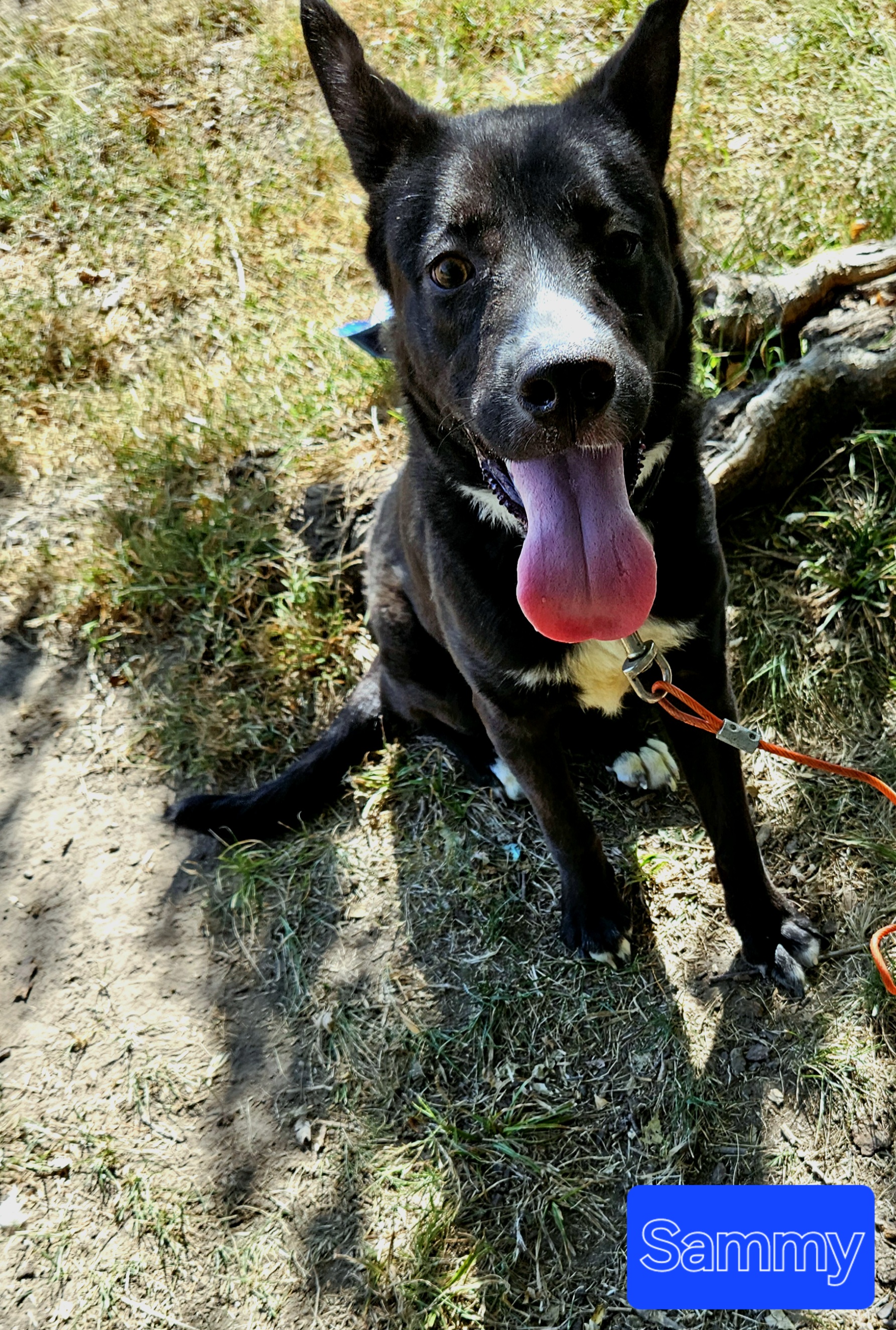 Sammie, Adoptable, Young Female Labrador Retriever.