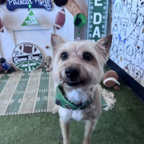 Woofer, Adoptable, Adult Male Cairn Terrier.