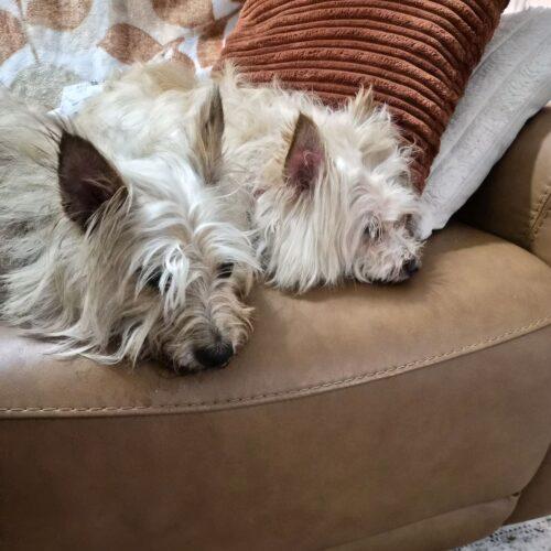 Enlarge Woofer, a Adoptable Cairn Terrier in Broken Arrow, OK image 3/6