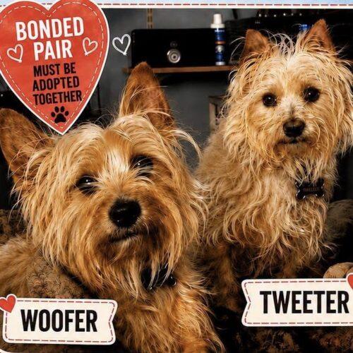 Enlarge Woofer, a Adoptable Cairn Terrier in Broken Arrow, OK image 4/6