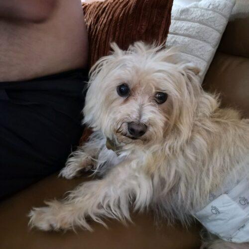 Enlarge Woofer, a Adoptable Cairn Terrier in Broken Arrow, OK image 5/6
