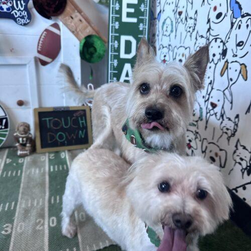 Enlarge Woofer, a Adoptable Cairn Terrier in Broken Arrow, OK image 6/6