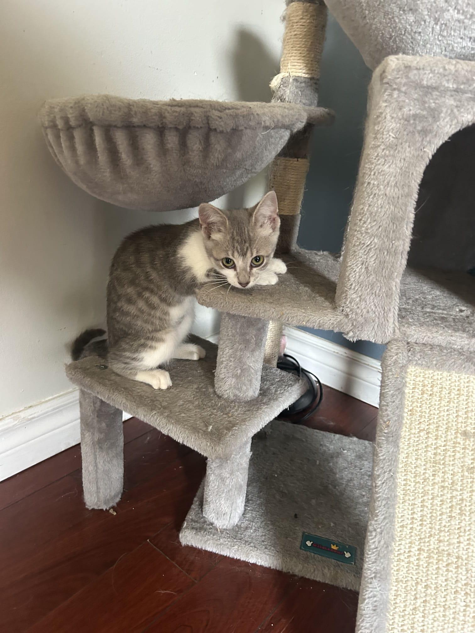 Rosie, a ADOPTABLE Domestic Short Hair in Cambridge, ON image 2/4
