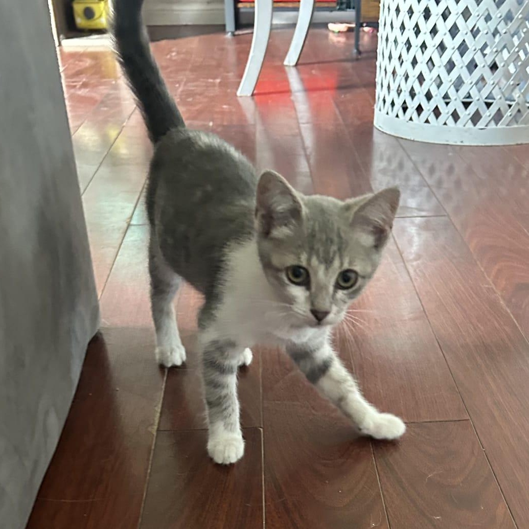Rosie, ADOPTABLE, Kitten Female Domestic Short Hair.