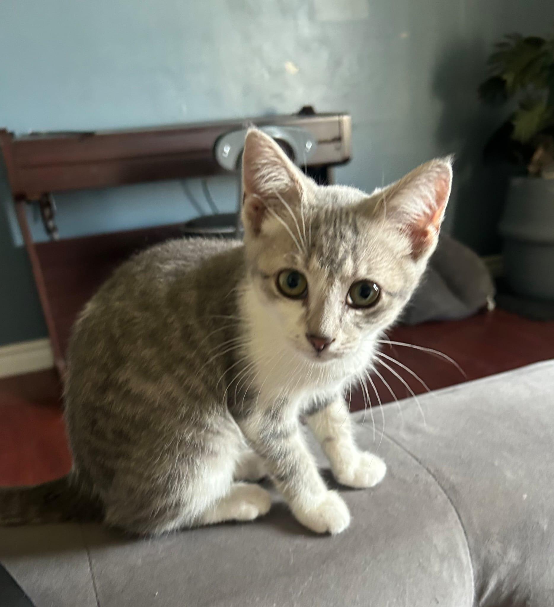 Rosie, a ADOPTABLE Domestic Short Hair in Cambridge, ON image 3/4