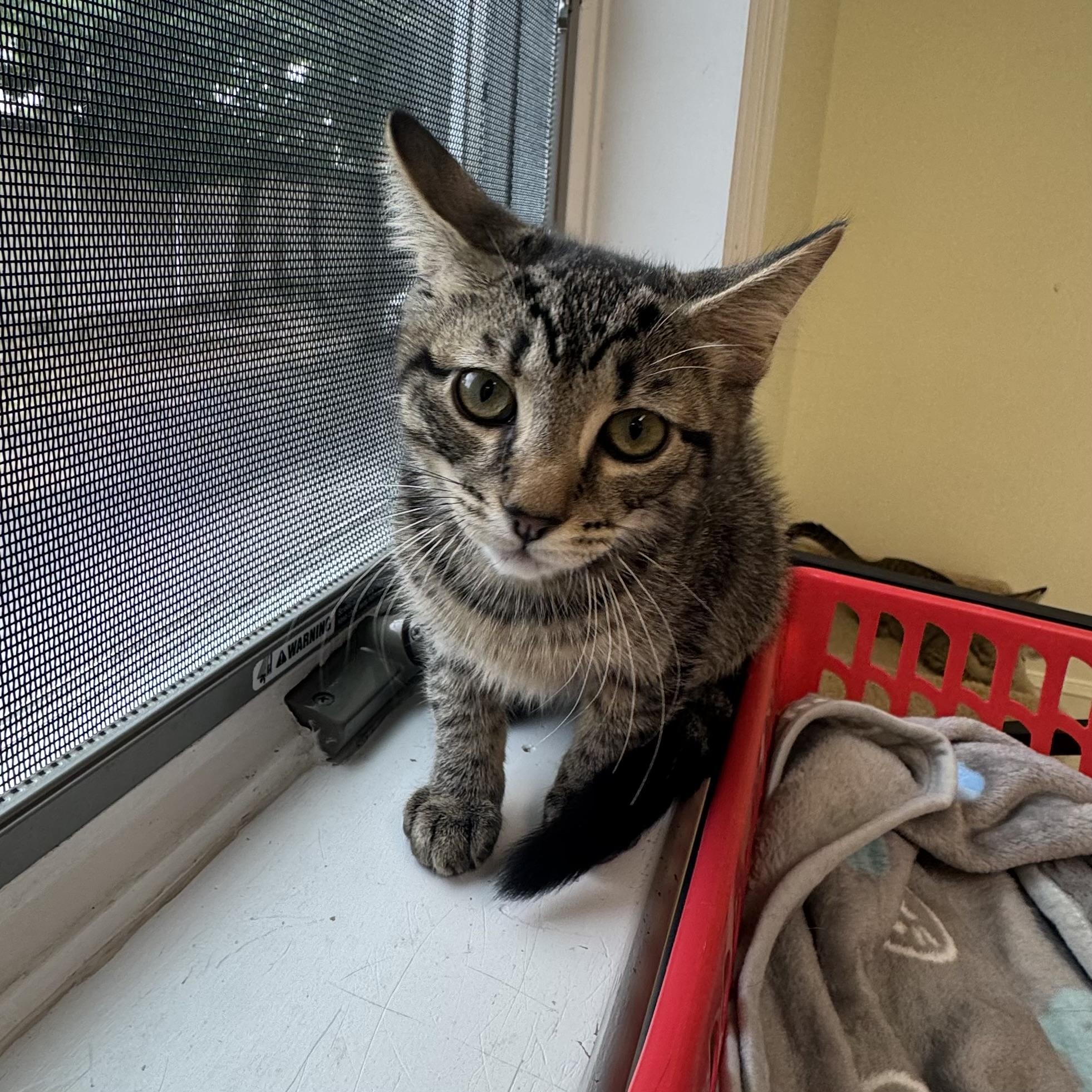 Maurice, ADOPTABLE, Kitten Male Tabby.