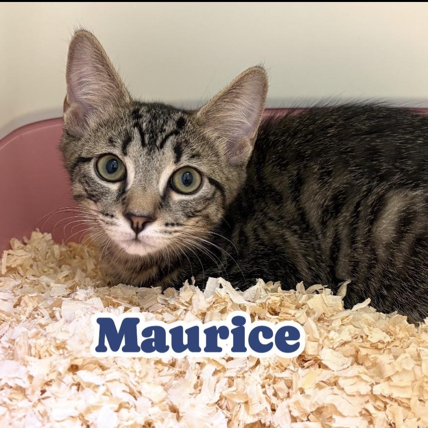 Maurice, a ADOPTABLE Tabby in East Northport, NY image 2/5