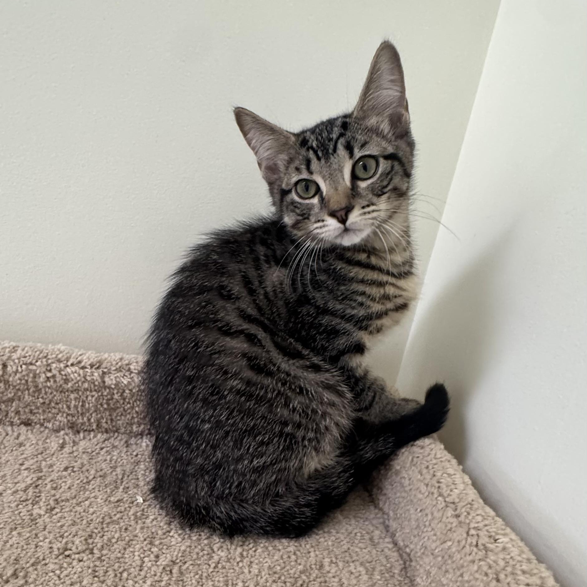 Maurice, a ADOPTABLE Tabby in East Northport, NY image 4/5