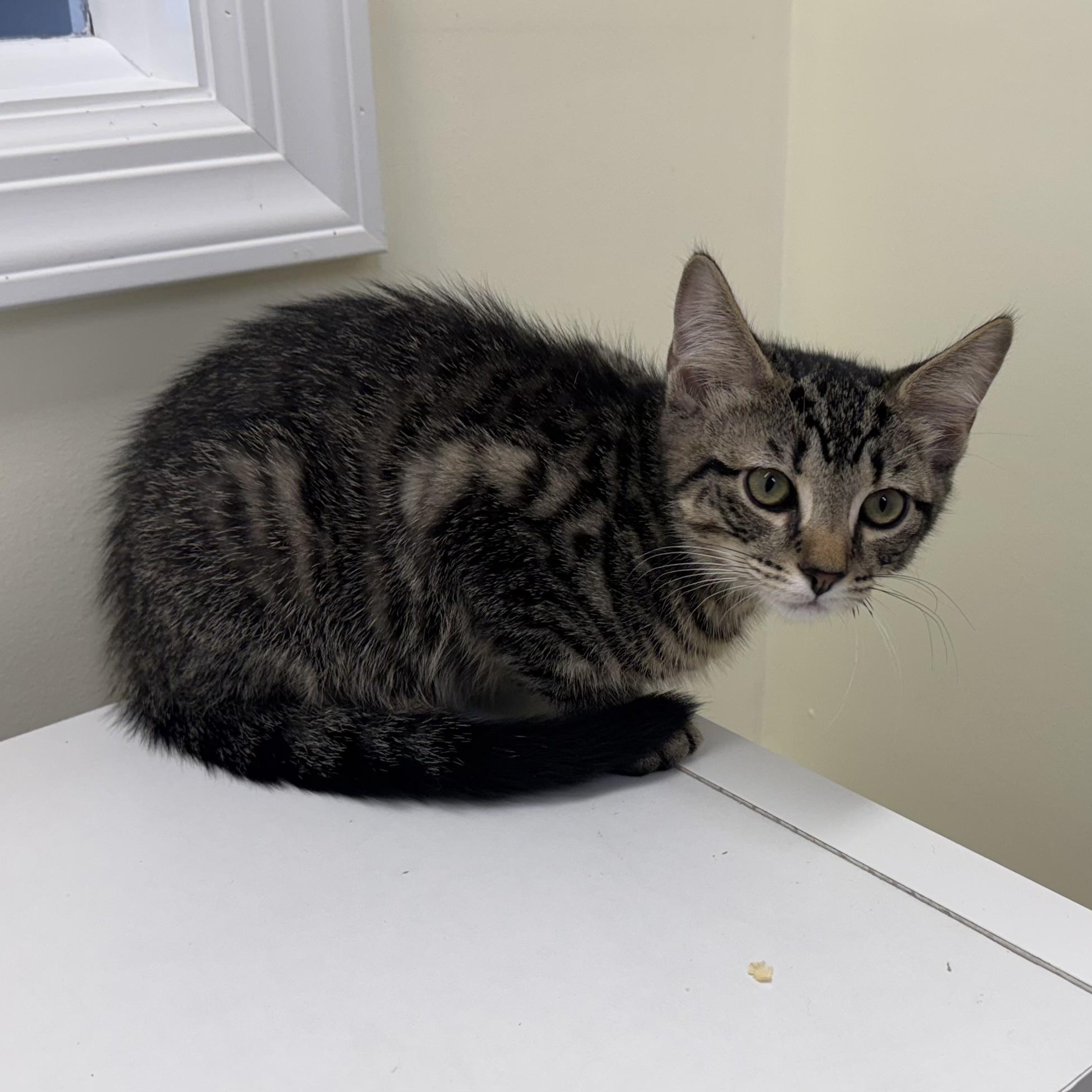 Maurice, a ADOPTABLE Tabby in East Northport, NY image 3/5