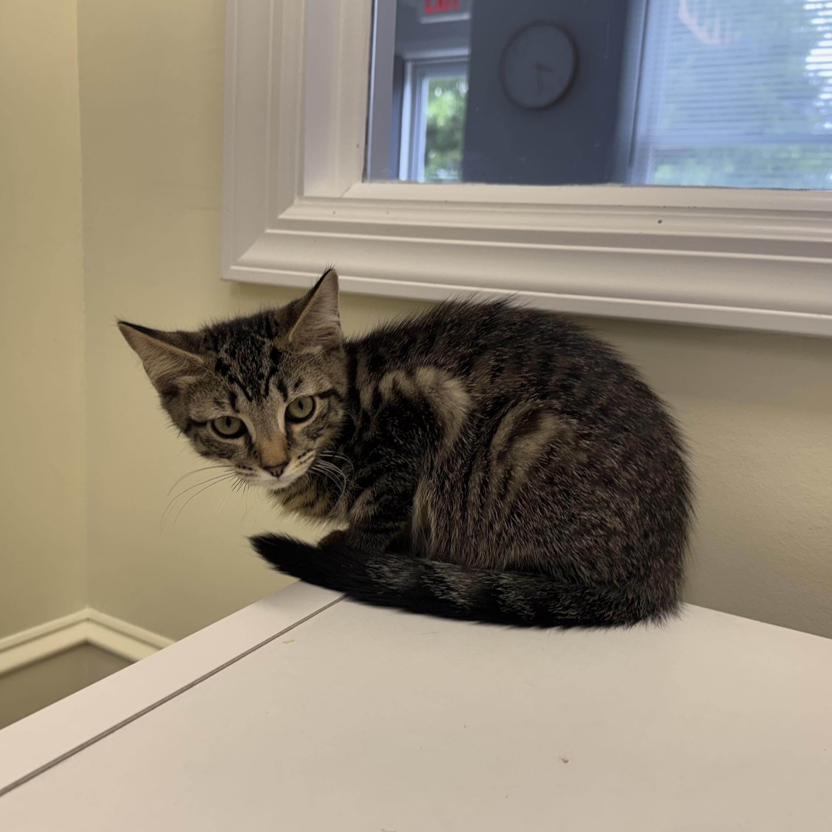 Maurice, a ADOPTABLE Tabby in East Northport, NY image 5/5