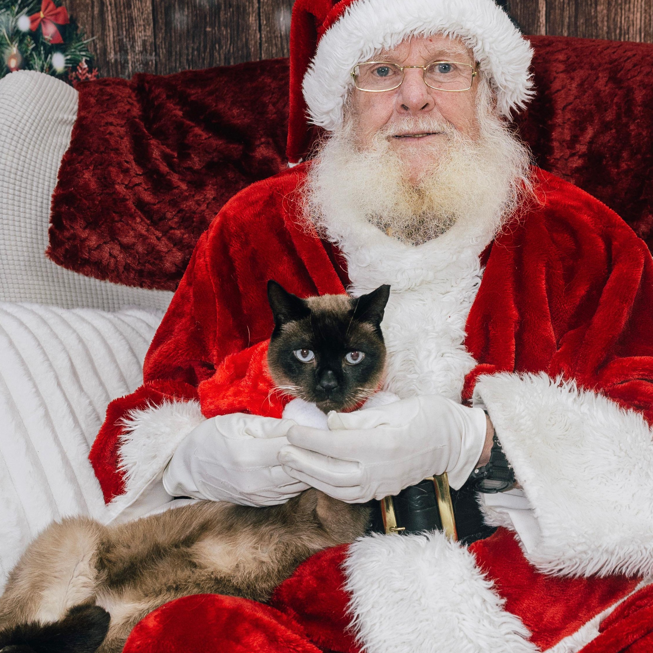 TJ, an adopted Siamese in Delmar, NY image 1/2