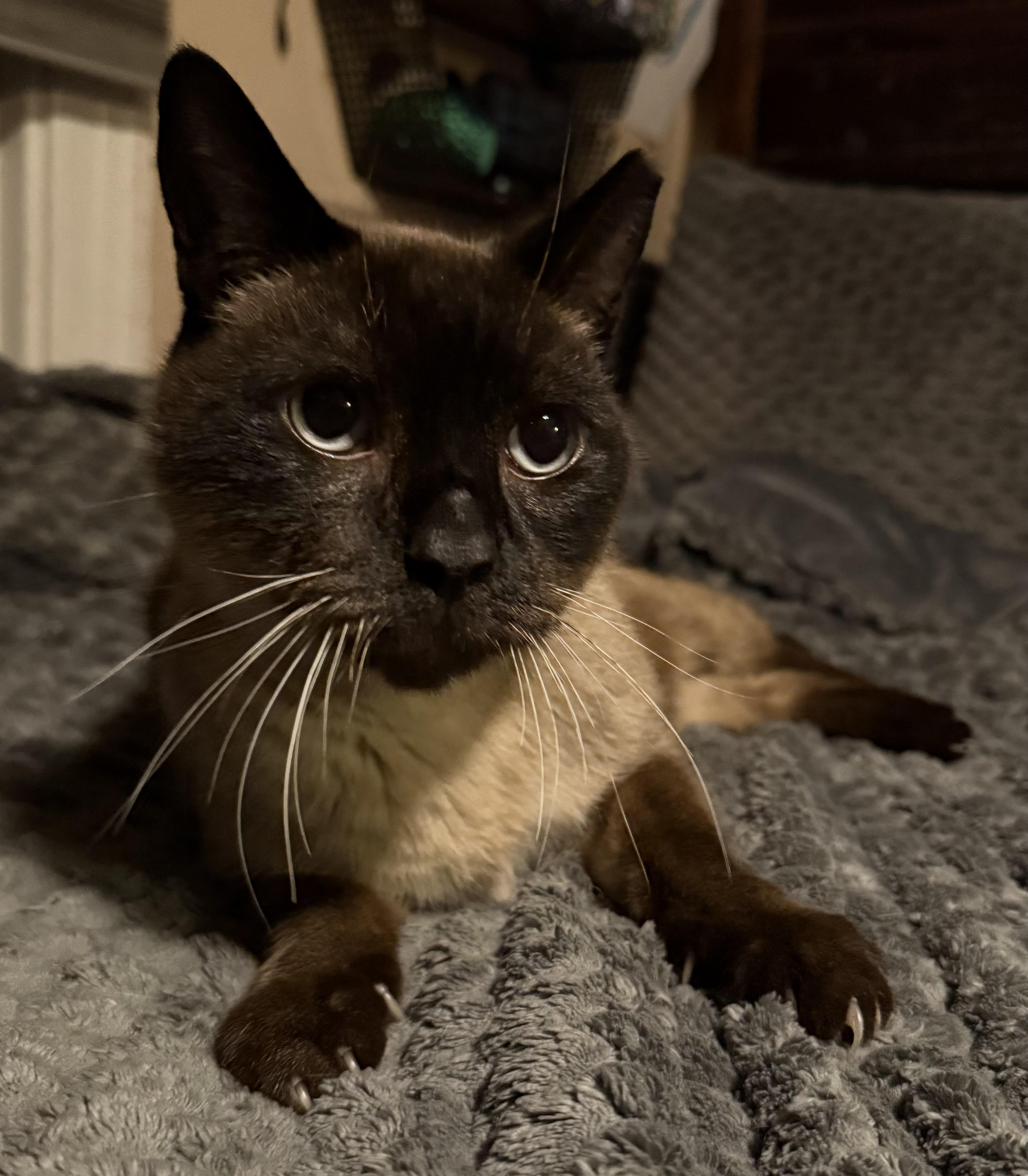 TJ, an adopted Siamese in Delmar, NY image 2/2