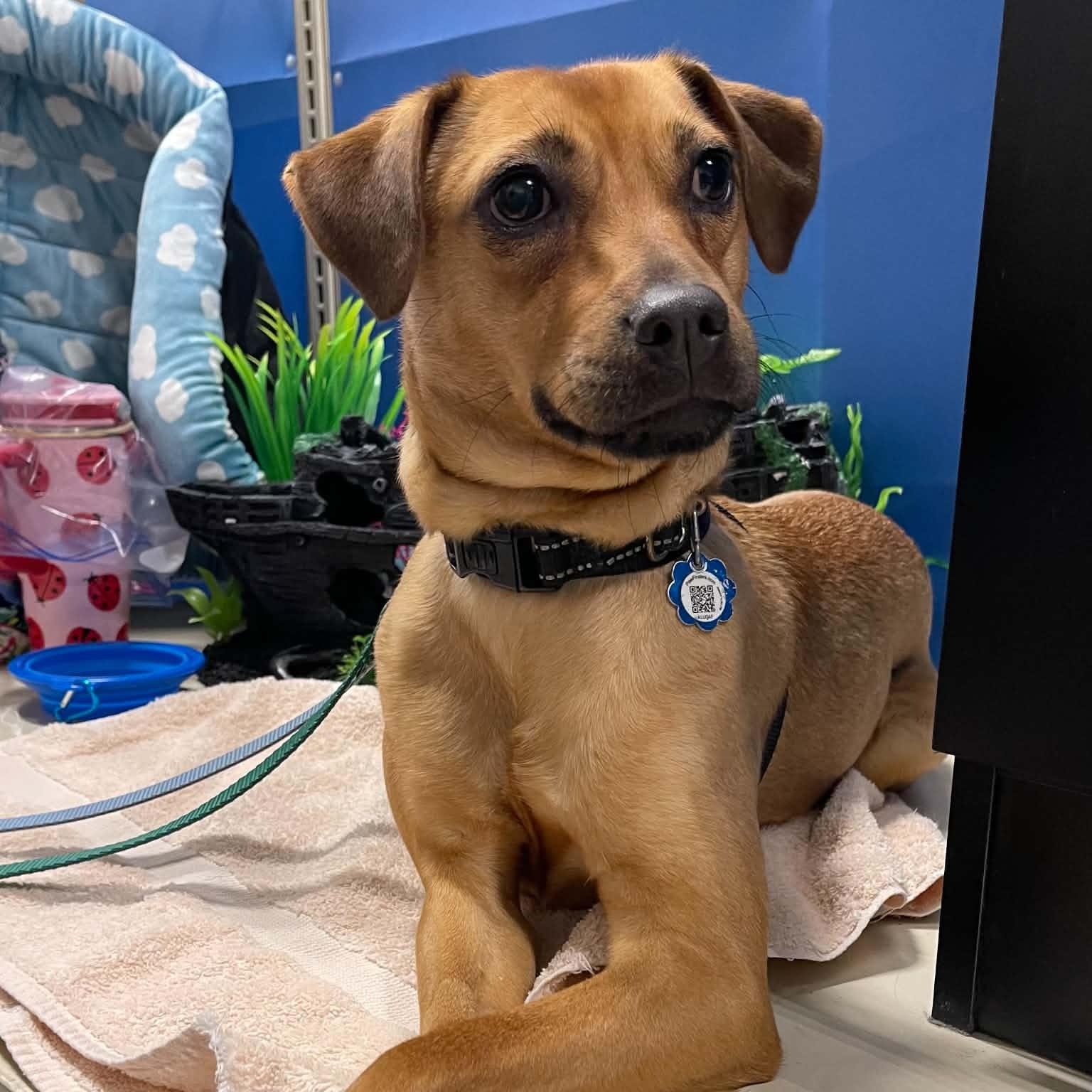 Enlarge Cafe, a Adoptable mixed breed in Warren, NJ image 3/6