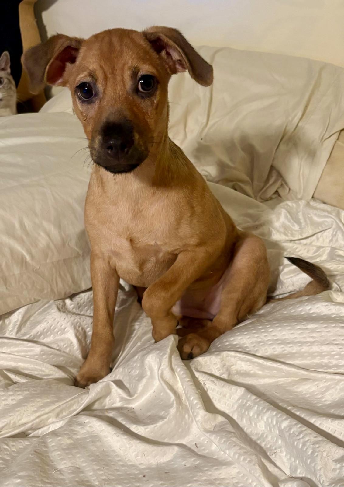 Cafe, a Adoptable mixed breed in Warren, NJ image 2/2