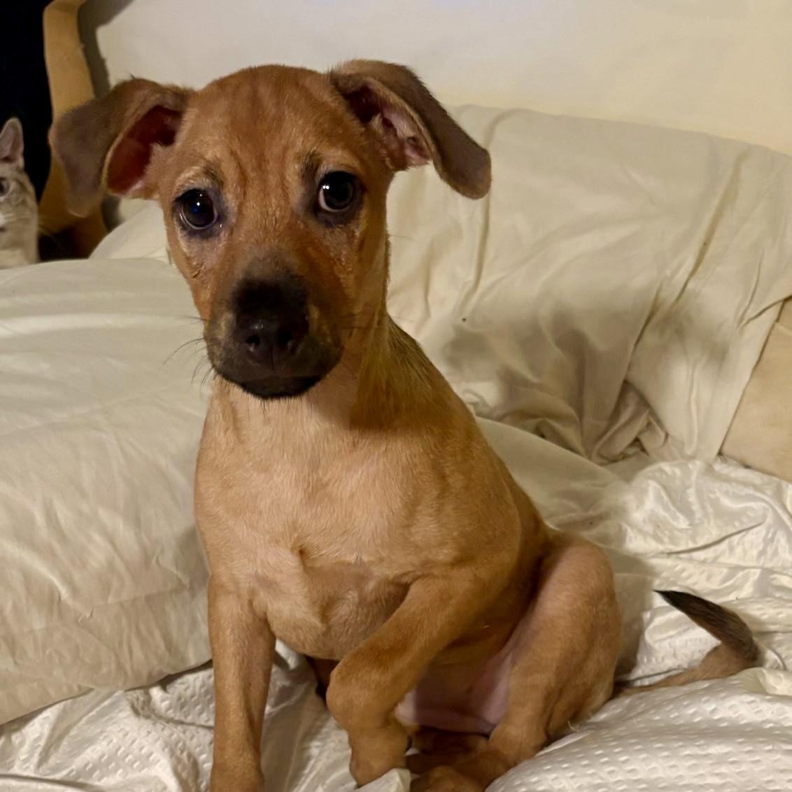 Cafe, a Adoptable mixed breed in Warren, NJ image 2/6